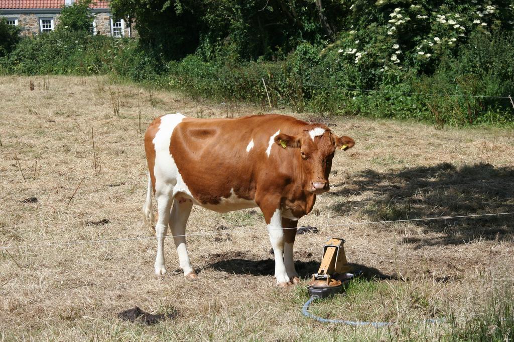Le Douit Farm Self Catering Villa Saint Martin Exteriör bild